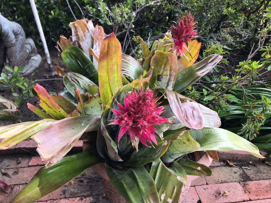 Pair Of Outdoor Potted Plants 32H And 29H [Photo 4]