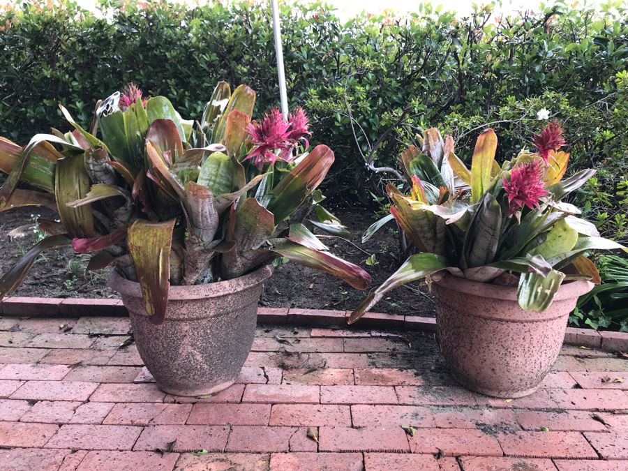 Pair Of Outdoor Potted Plants 32H And 29H