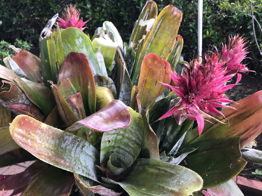 Pair Of Outdoor Potted Plants 32H And 29H [Photo 5]