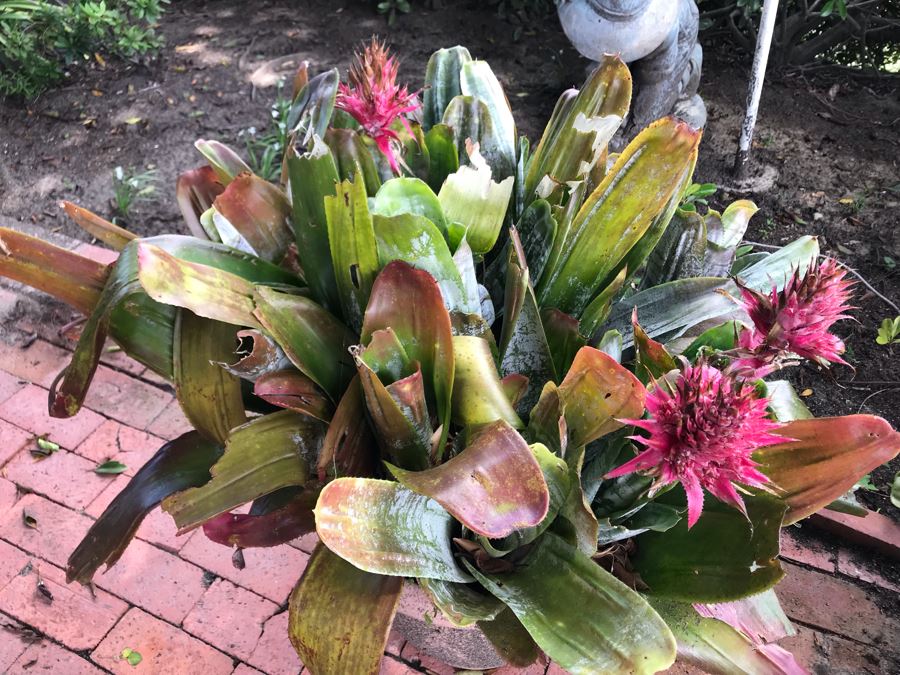 Pair Of Outdoor Potted Plants 32H And 29H [Photo 6]