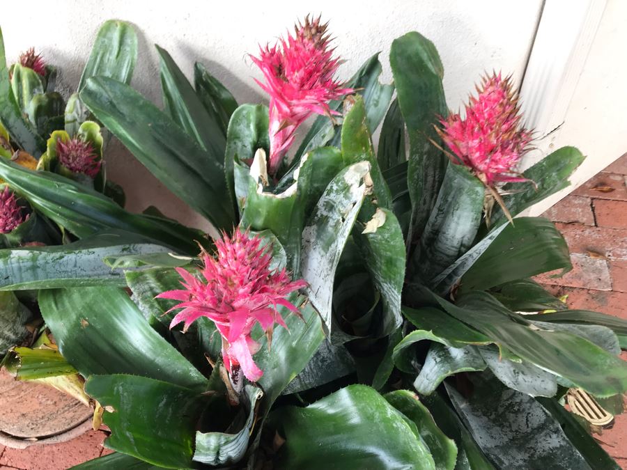 (3) Outdoor Potted Plants 31H [Photo 3]