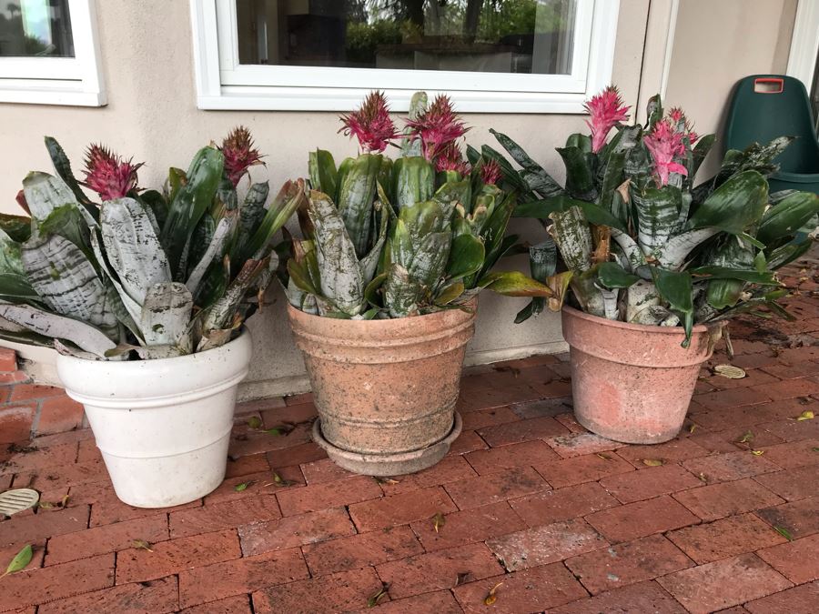 (3) Outdoor Potted Plants 31H [Photo 2]