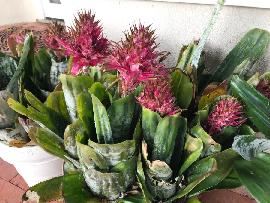 (3) Outdoor Potted Plants 31H [Photo 5]