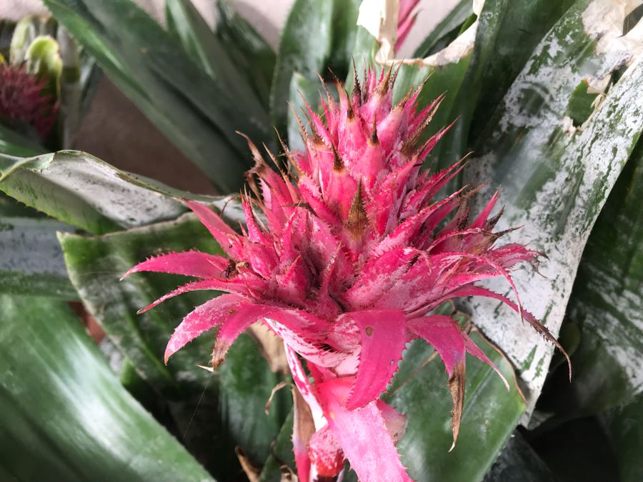 (3) Outdoor Potted Plants 31H [Photo 4]