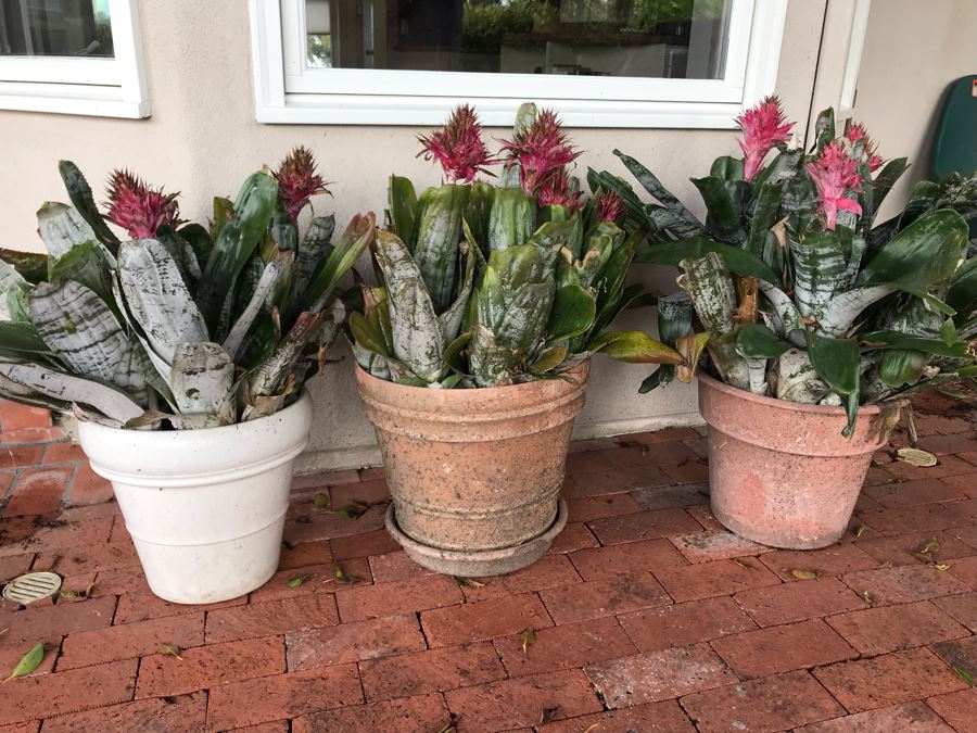 (3) Outdoor Potted Plants 31H