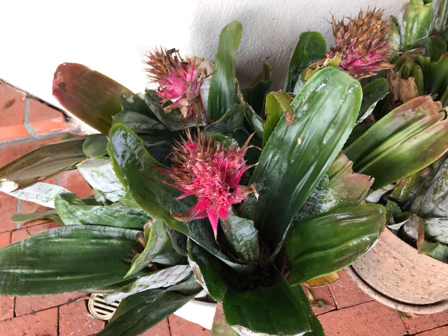 (3) Outdoor Potted Plants 31H [Photo 6]