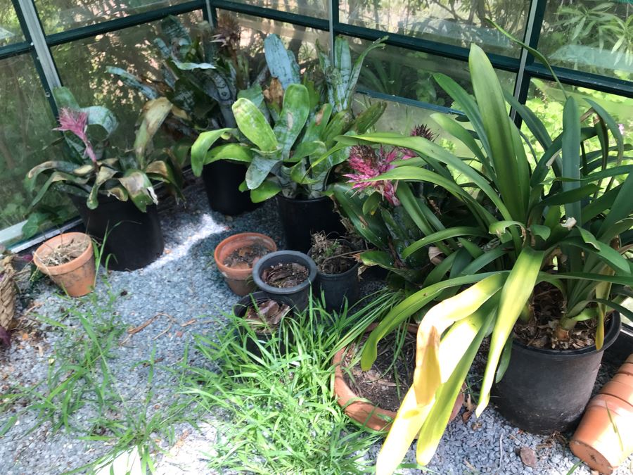 Lot Of Potted Plants And Pots Within Greenhouse (Does Not Include Greenhouse) - See Photos [Photo 2]