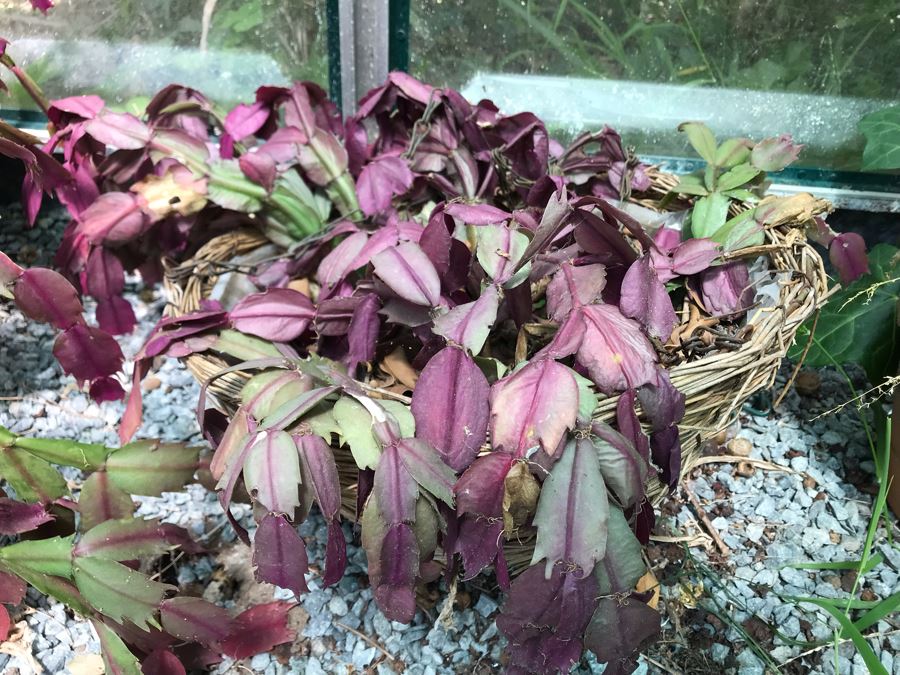 Lot Of Potted Plants And Pots Within Greenhouse (Does Not Include Greenhouse) - See Photos [Photo 10]