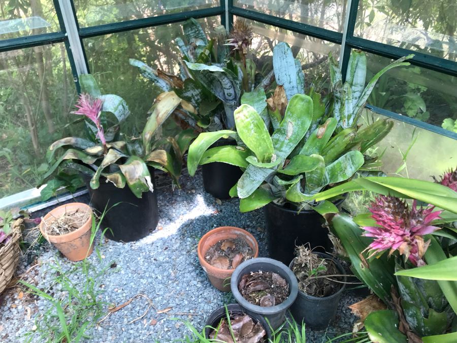 Lot Of Potted Plants And Pots Within Greenhouse (Does Not Include Greenhouse) - See Photos [Photo 3]