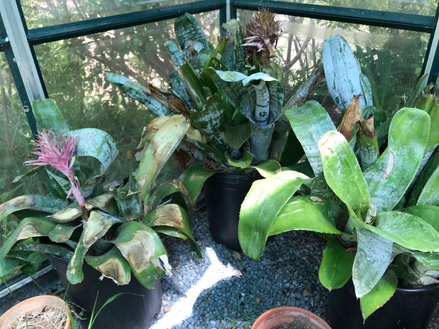 Lot Of Potted Plants And Pots Within Greenhouse (Does Not Include Greenhouse) - See Photos [Photo 9]