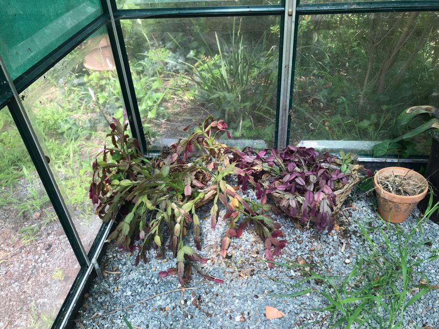 Lot Of Potted Plants And Pots Within Greenhouse (Does Not Include Greenhouse) - See Photos [Photo 4]