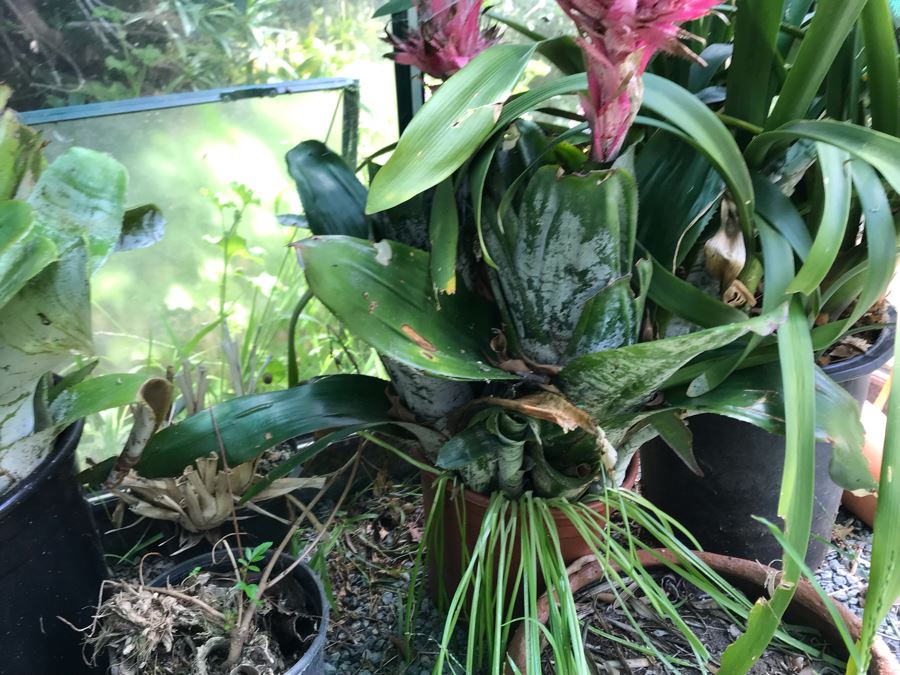 Lot Of Potted Plants And Pots Within Greenhouse (Does Not Include Greenhouse) - See Photos [Photo 8]