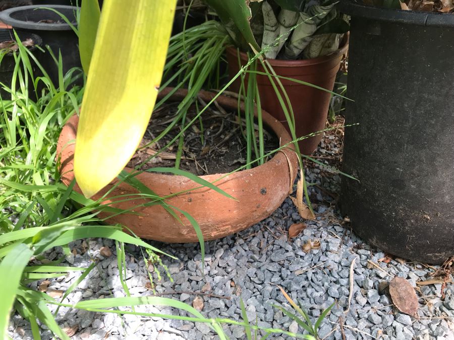 Lot Of Potted Plants And Pots Within Greenhouse (Does Not Include Greenhouse) - See Photos [Photo 6]