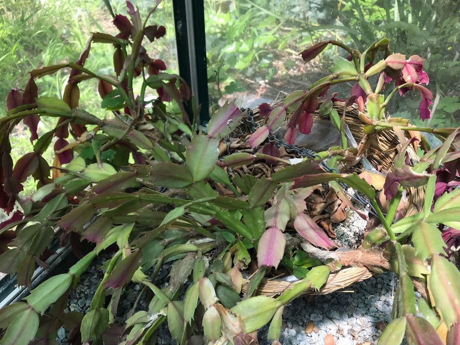 Lot Of Potted Plants And Pots Within Greenhouse (Does Not Include Greenhouse) - See Photos [Photo 11]