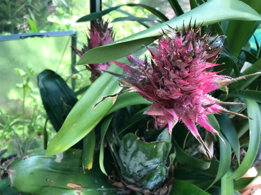 Lot Of Potted Plants And Pots Within Greenhouse (Does Not Include Greenhouse) - See Photos [Photo 7]