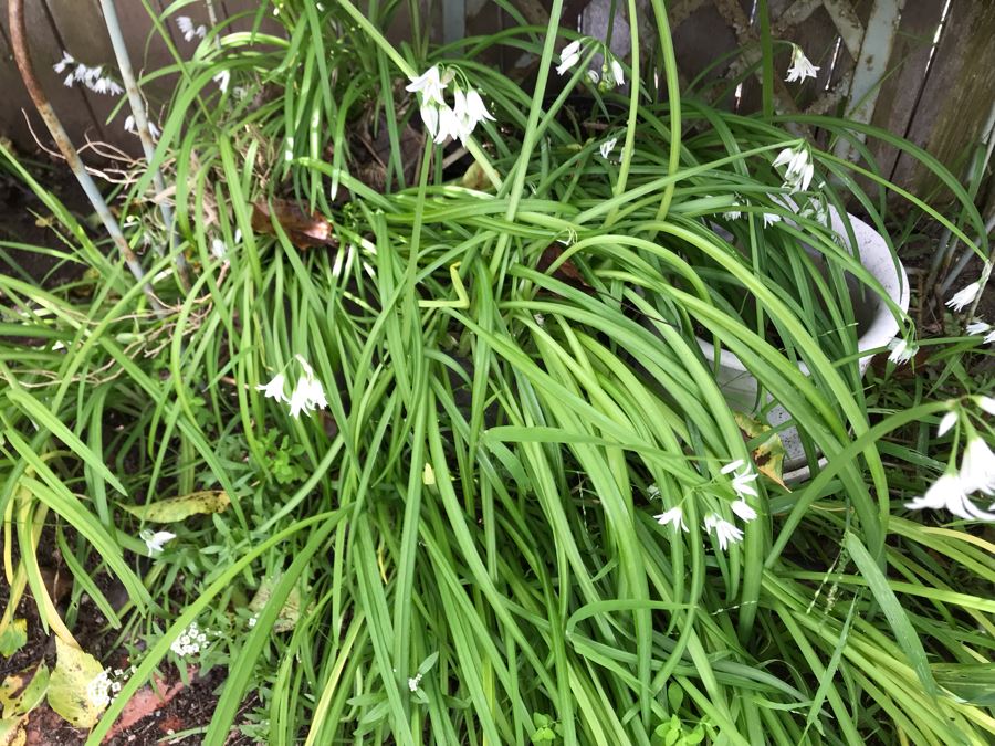 Vintage Metal Shabby Chic Plant Rack With Multiple Potted Plants 24.5W X 62H - See Photos [Photo 11]