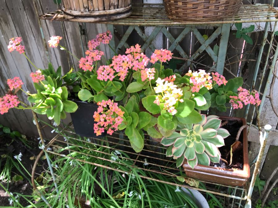 Vintage Metal Shabby Chic Plant Rack With Multiple Potted Plants 24.5W X 62H - See Photos [Photo 7]