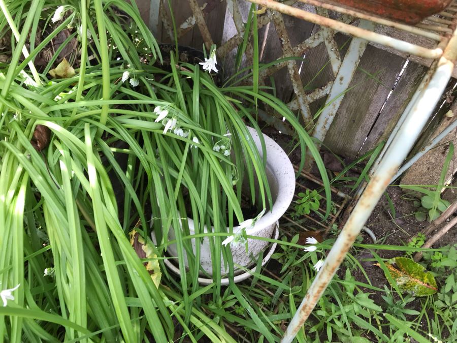 Vintage Metal Shabby Chic Plant Rack With Multiple Potted Plants 24.5W X 62H - See Photos [Photo 12]