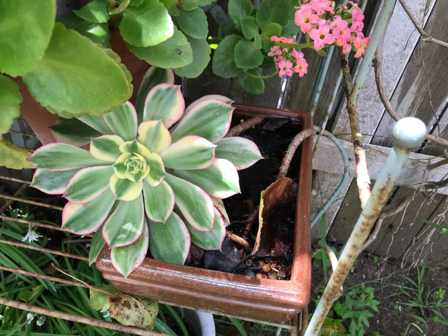 Vintage Metal Shabby Chic Plant Rack With Multiple Potted Plants 24.5W X 62H - See Photos [Photo 8]