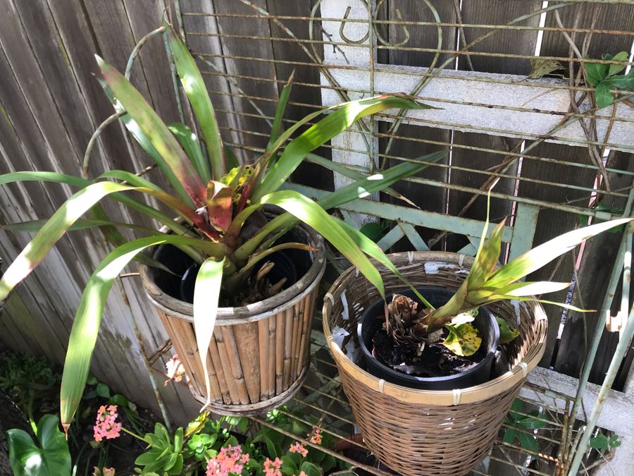 Vintage Metal Shabby Chic Plant Rack With Multiple Potted Plants 24.5W X 62H - See Photos [Photo 5]