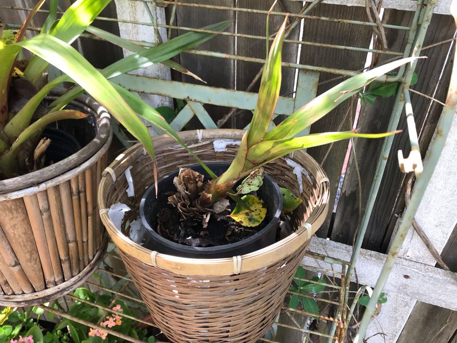 Vintage Metal Shabby Chic Plant Rack With Multiple Potted Plants 24.5W X 62H - See Photos [Photo 6]