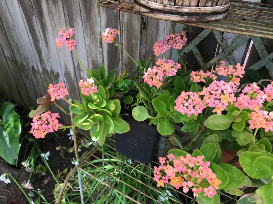 Vintage Metal Shabby Chic Plant Rack With Multiple Potted Plants 24.5W X 62H - See Photos [Photo 10]