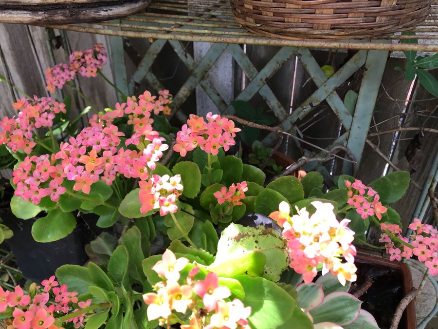 Vintage Metal Shabby Chic Plant Rack With Multiple Potted Plants 24.5W X 62H - See Photos [Photo 9]