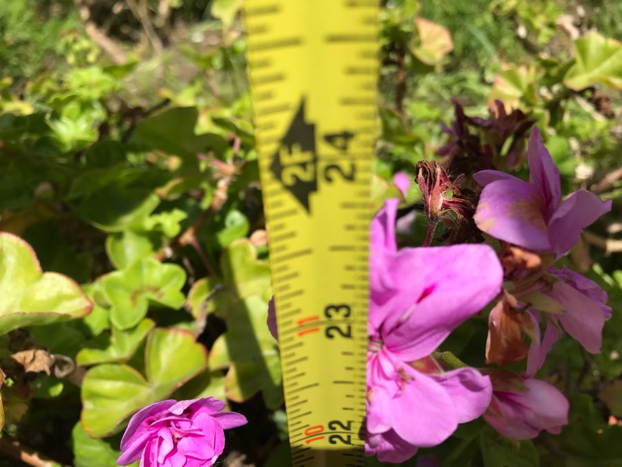 (3) Outdoor Potted Plants 24H [Photo 4]