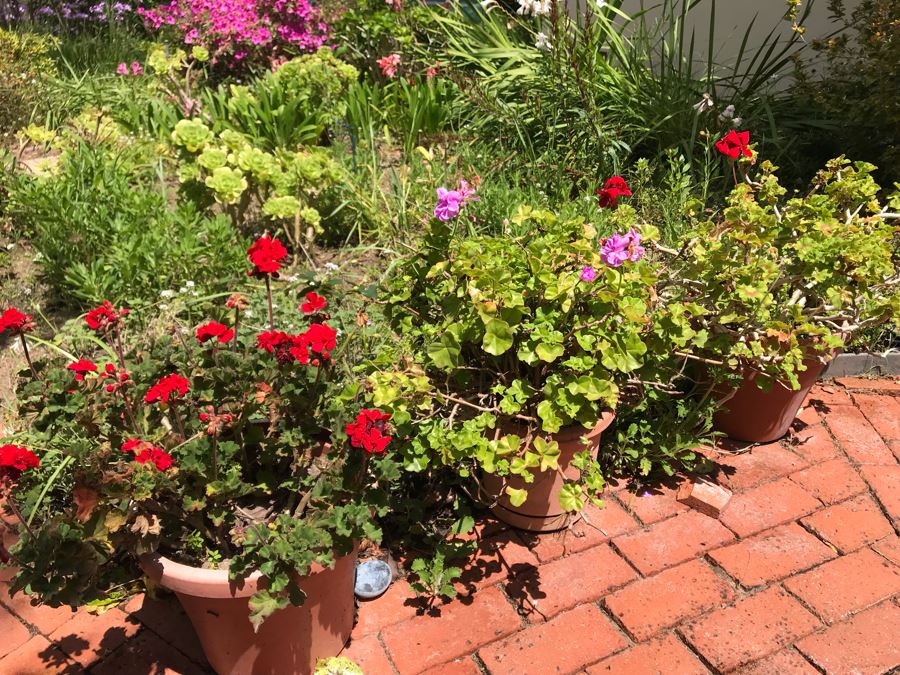 (3) Outdoor Potted Plants 24H [Photo 2]