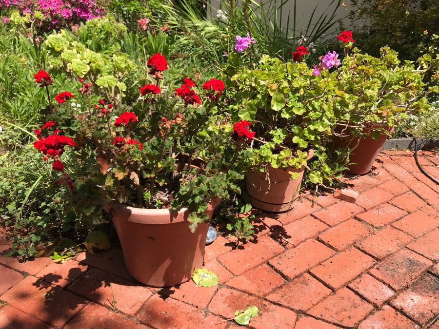 (3) Outdoor Potted Plants 24H [Photo 3]