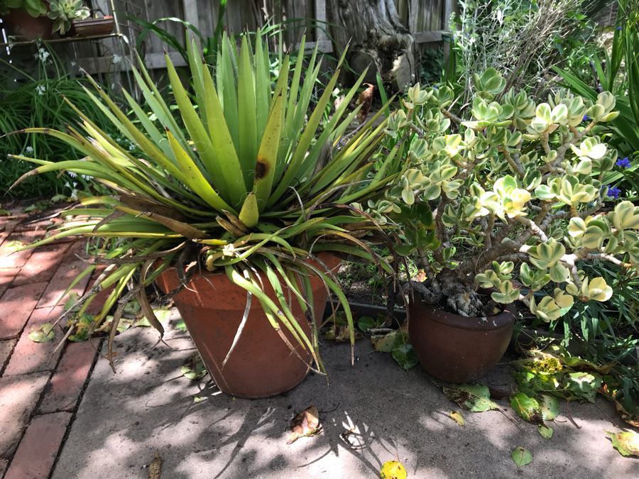 Pair Of Outdoor Potted Plants 21H [Photo 2]