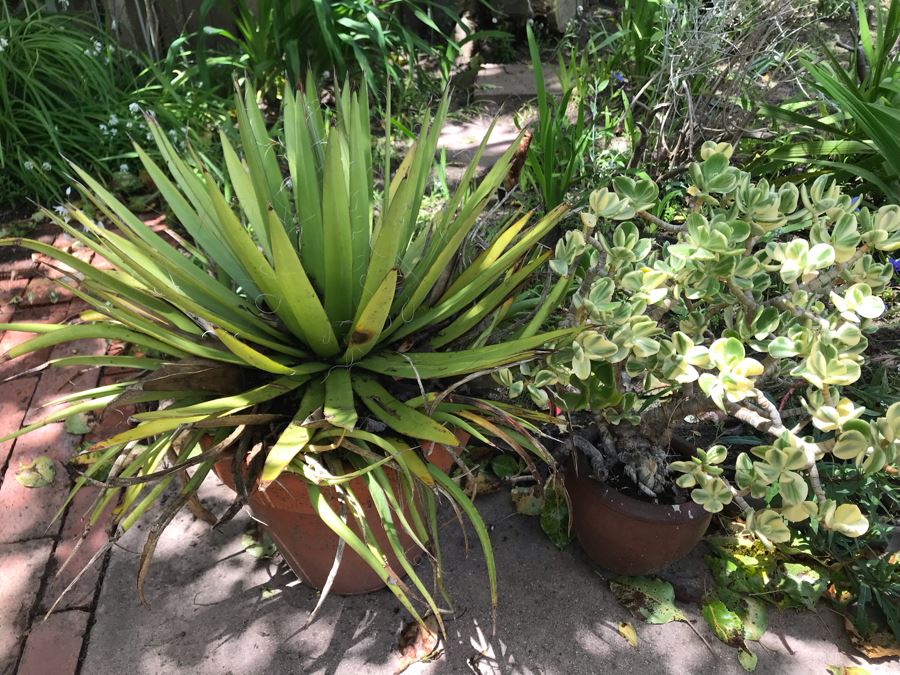 Pair Of Outdoor Potted Plants 21H [Photo 3]