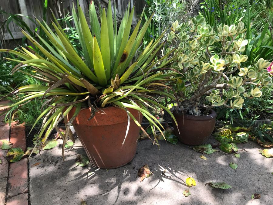 Pair Of Outdoor Potted Plants 21H [Photo 1]