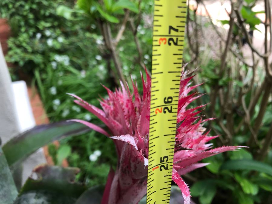 Outdoor Potted Plant 26H [Photo 4]