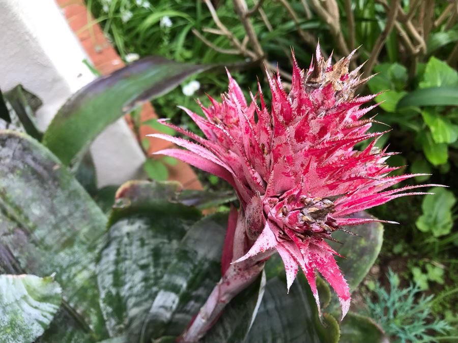 Outdoor Potted Plant 26H [Photo 3]