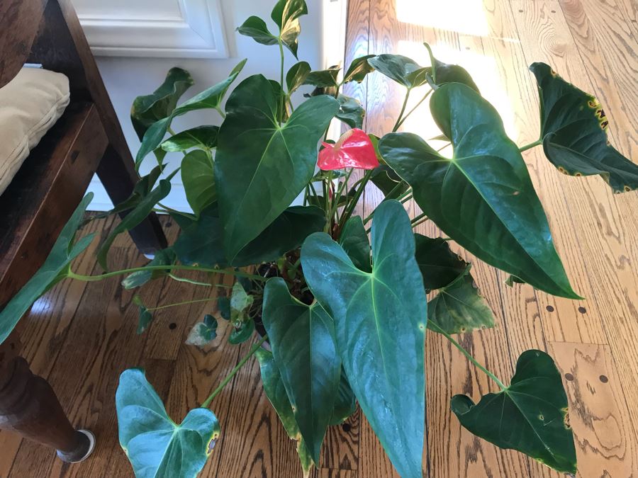 Indoor Potted Plant IN Footed Brass Planter Pot 28H [Photo 3]