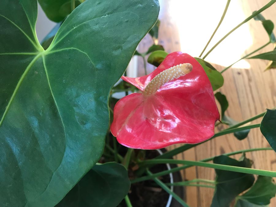 Indoor Potted Plant IN Footed Brass Planter Pot 28H [Photo 4]