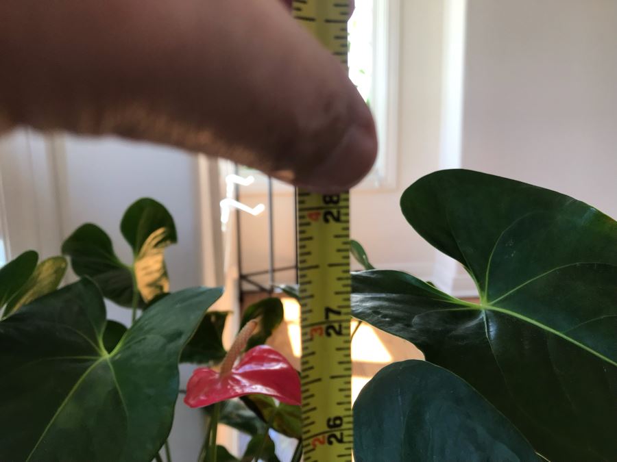 Indoor Potted Plant IN Footed Brass Planter Pot 28H [Photo 5]