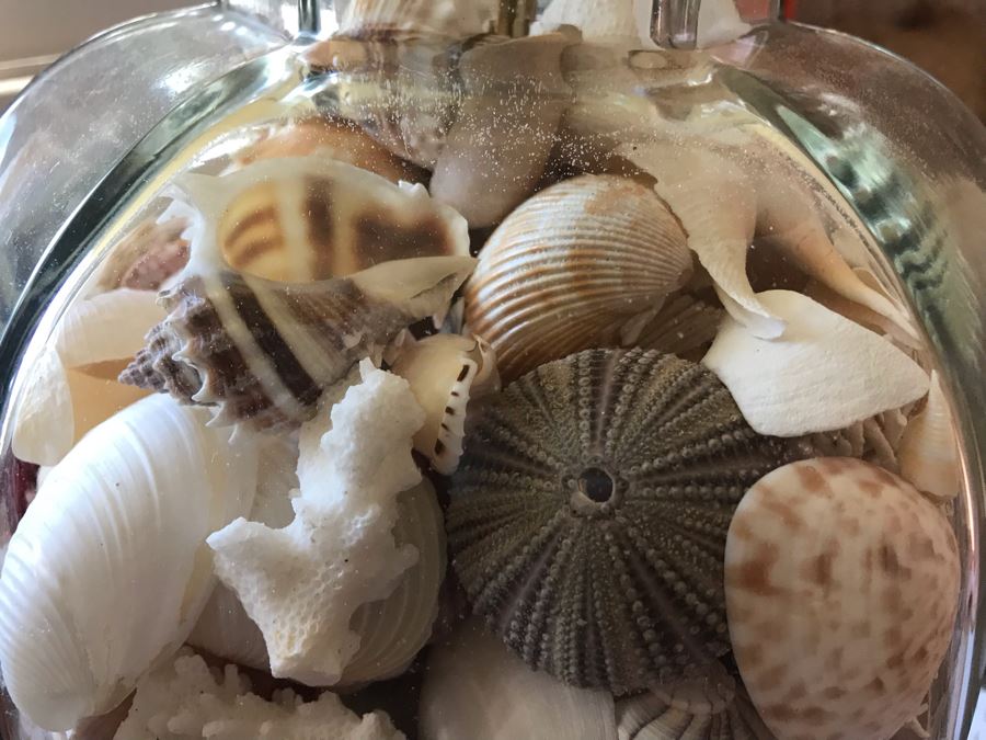 Glass Table Lamp Loaded With Variety Of Organic Seashells 28H [Photo 4]