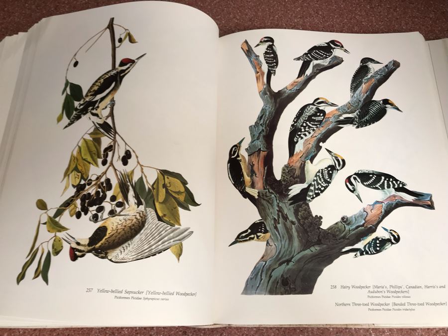 JUST ADDED - Large Format 1981 The Audubon Society Baby Elephant Folio Audubon's Birds Of America By Roger Tory Peterson & Virginia Marie Peterson [Photo 19]