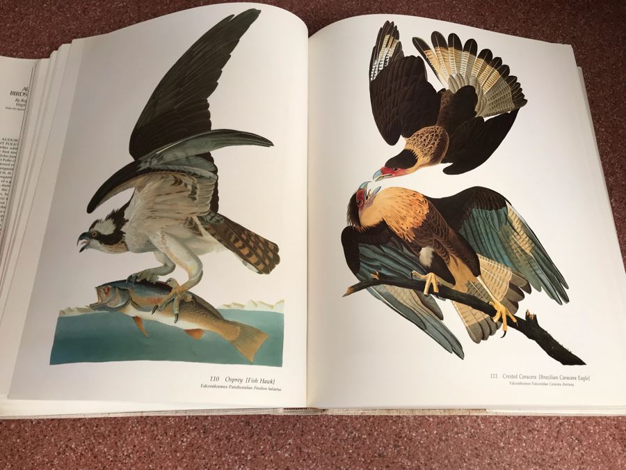 JUST ADDED - Large Format 1981 The Audubon Society Baby Elephant Folio Audubon's Birds Of America By Roger Tory Peterson & Virginia Marie Peterson [Photo 15]