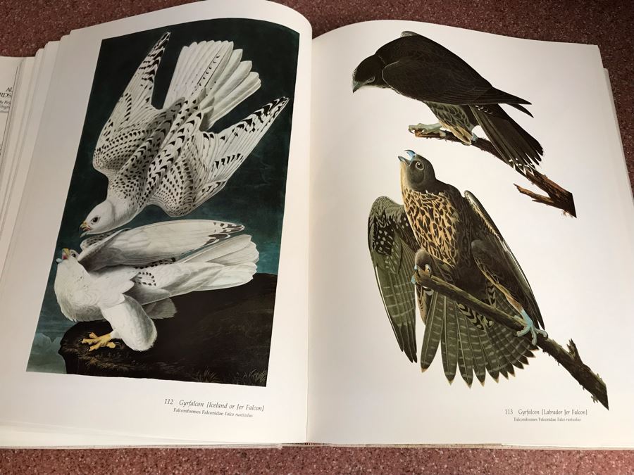 JUST ADDED - Large Format 1981 The Audubon Society Baby Elephant Folio Audubon's Birds Of America By Roger Tory Peterson & Virginia Marie Peterson [Photo 14]