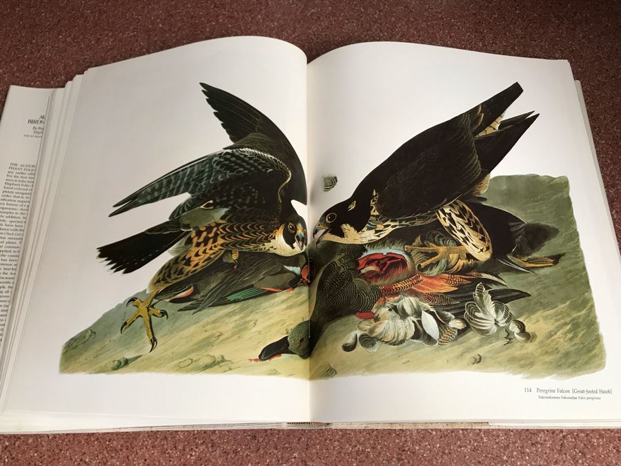 JUST ADDED - Large Format 1981 The Audubon Society Baby Elephant Folio Audubon's Birds Of America By Roger Tory Peterson & Virginia Marie Peterson [Photo 13]