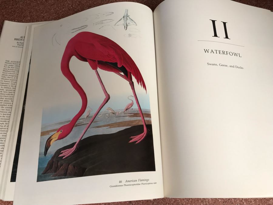 JUST ADDED - Large Format 1981 The Audubon Society Baby Elephant Folio Audubon's Birds Of America By Roger Tory Peterson & Virginia Marie Peterson [Photo 17]