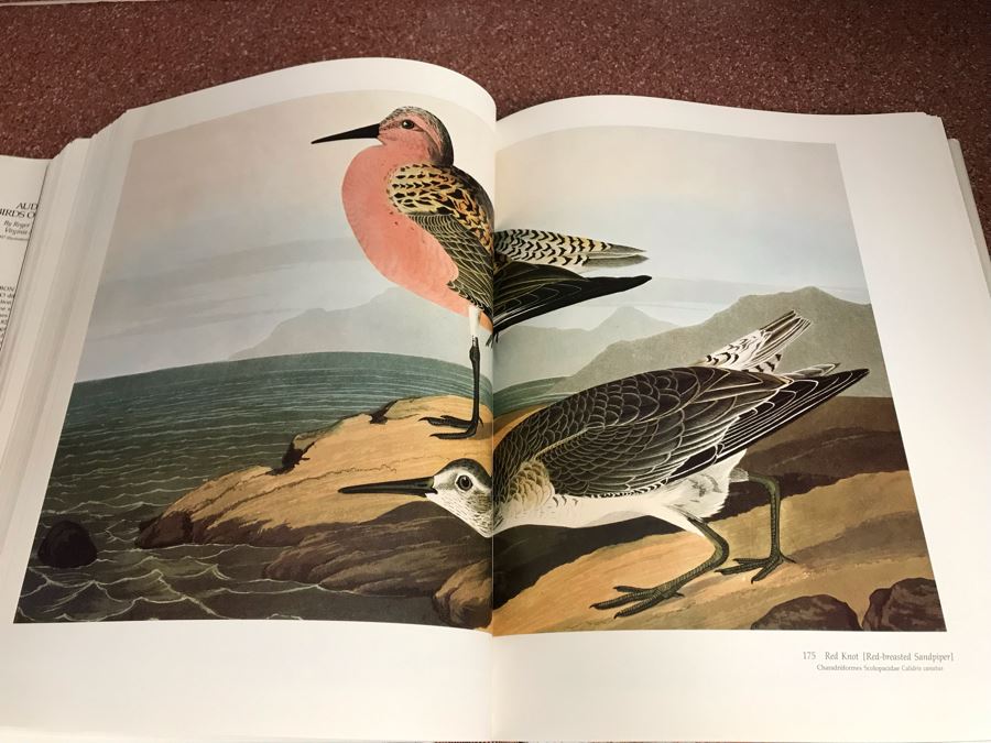 JUST ADDED - Large Format 1981 The Audubon Society Baby Elephant Folio Audubon's Birds Of America By Roger Tory Peterson & Virginia Marie Peterson [Photo 18]