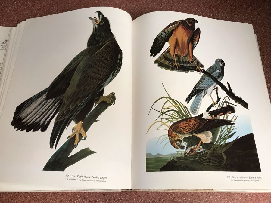 JUST ADDED - Large Format 1981 The Audubon Society Baby Elephant Folio Audubon's Birds Of America By Roger Tory Peterson & Virginia Marie Peterson [Photo 16]