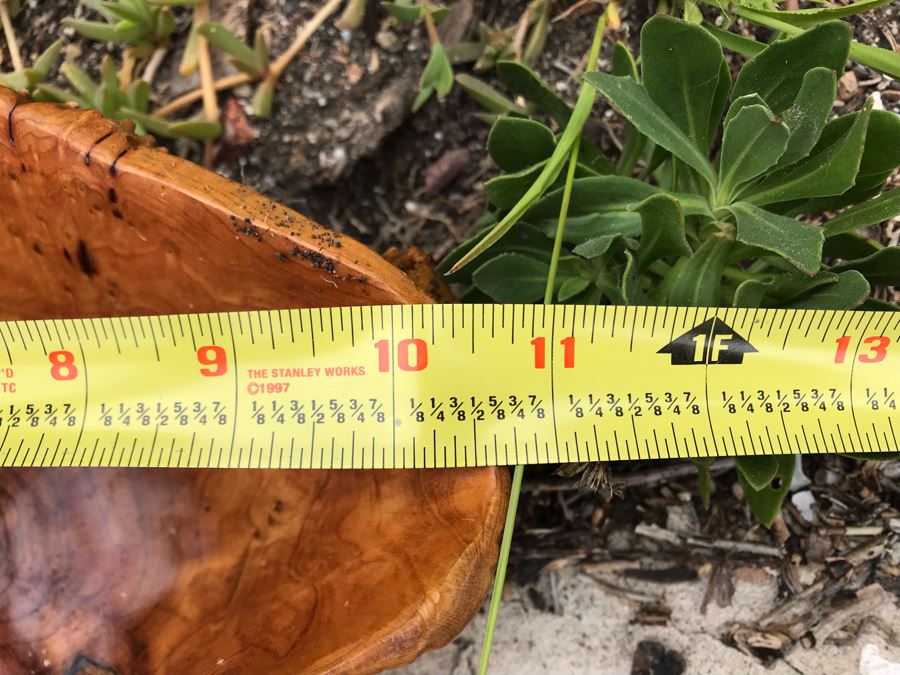 JUST ADDED - Burl Tree Root Carved Basket 11W X 8H [Photo 7]