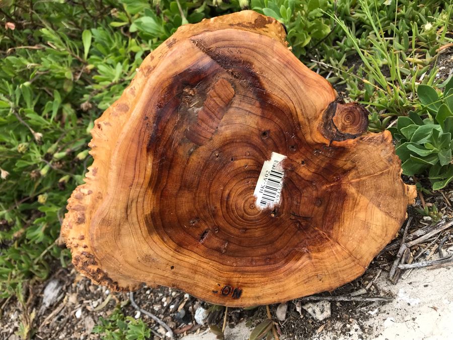 JUST ADDED - Burl Tree Root Carved Basket 11W X 8H [Photo 6]