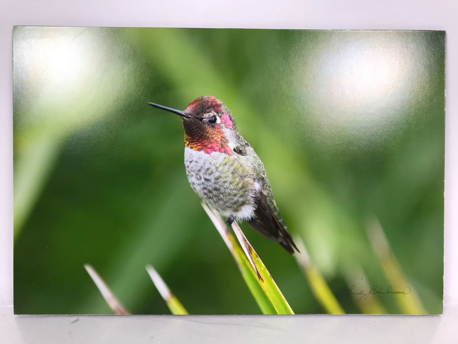 Randy Blackwood Hummingbird Photograph Mounted On Board 18 X 12 [Photo 1]