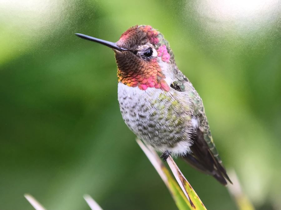 Randy Blackwood Hummingbird Photograph Mounted On Board 18 X 12 [Photo 2]